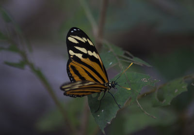 Close-up of butterfly perching on plant