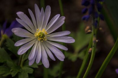 Close-up of flowers