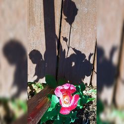 Close-up of flower on wood
