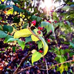 Sun shining through trees