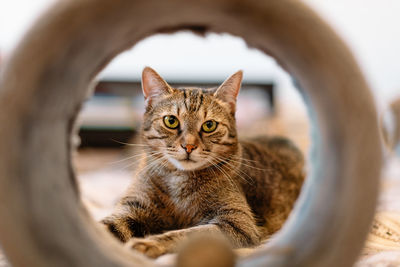 Close-up portrait of a cat in a tunnel