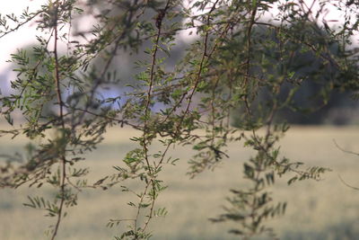 Close-up of flower tree against sky