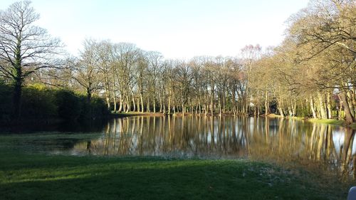 Reflection of trees in water