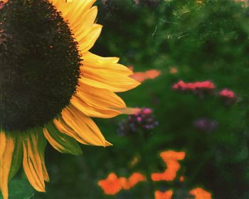 Close-up of sunflower blooming outdoors