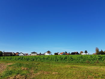 Scenic view of field against clear blue sky