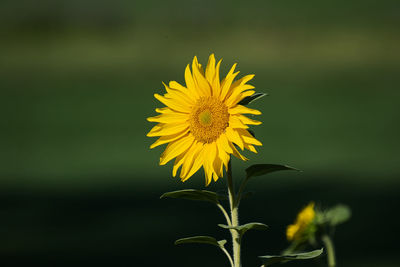 Close-up of yellow flower against blurred background