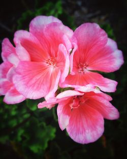 Close-up of pink flowers