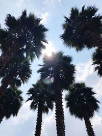 Low angle view of palm trees against sky