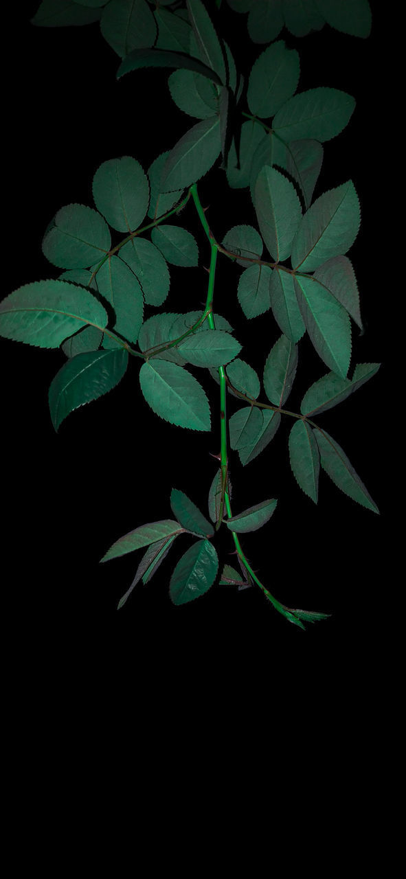 HIGH ANGLE VIEW OF GREEN LEAVES ON BLACK BACKGROUND