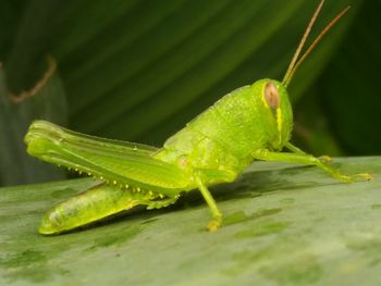 Close-up of insect on leaf