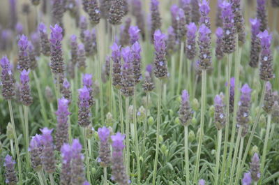 Close-up of lavender flowers