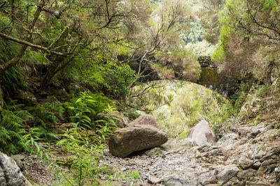 Plants and trees in forest