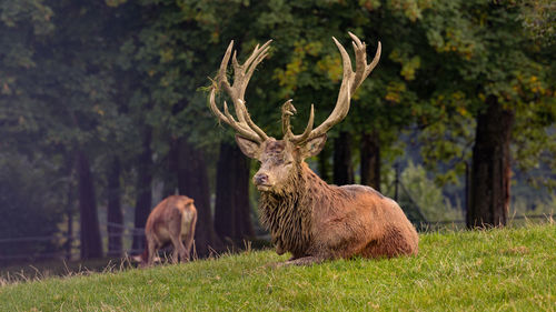 Deer on field