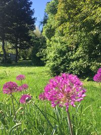 Close-up of pink flowers blooming on field