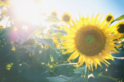 Close-up of sunflower blooming in field