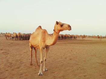 Horse standing in desert against clear sky