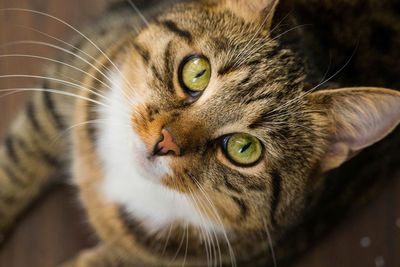 Close-up portrait of cat