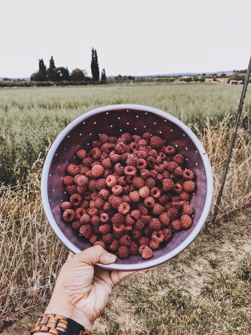 MIDSECTION OF PERSON HOLDING STRAWBERRY ON FIELD