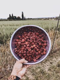 Midsection of person holding fruit on field