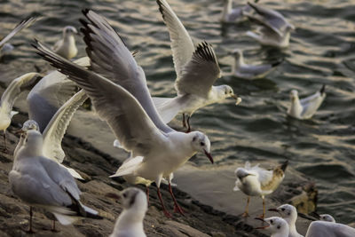 Bird flying over water