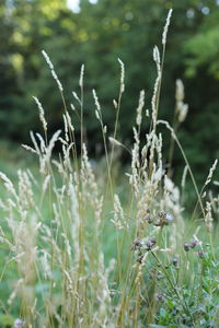 Close-up of plant