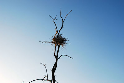 Low angle view of bare tree against clear blue sky