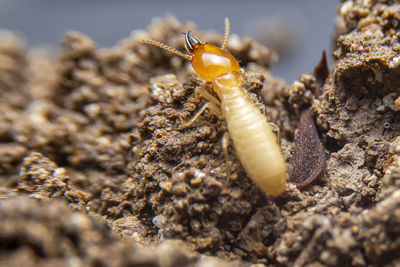  the small termite on decaying timber. the termite on the ground is searching for food.