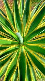 Full frame shot of palm tree