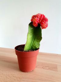 Close-up of succulent plant on table