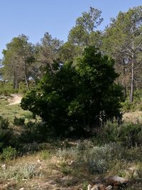 Trees in forest against clear sky