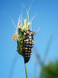 Close-up of insect on plant against sky