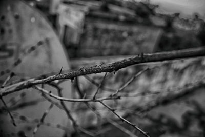 Close up of barbed wire