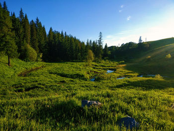 Scenic view of trees on field against sky