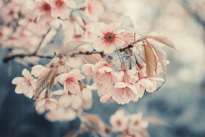 Close-up of cherry blossom on tree