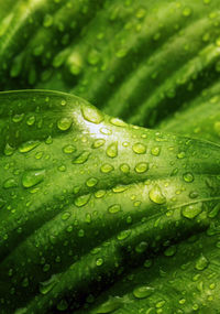 Close-up of water drops on leaves