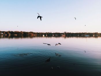 Bird flying over sea