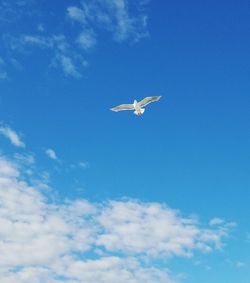 Low angle view of seagull flying in sky