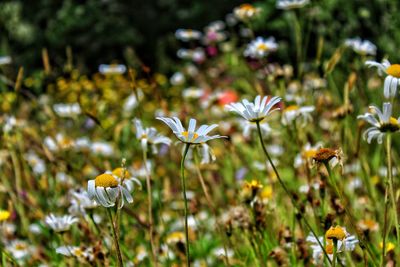 Close-up of white flowering plants on field