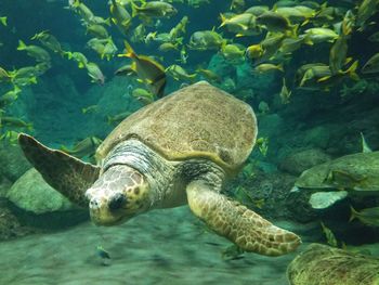 Turtle swimming in sea