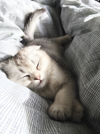 High angle view of scottish fold cat sleeping on blanket at home