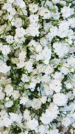 Full frame shot of white flowers