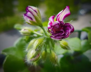 Close-up of flower blooming outdoors