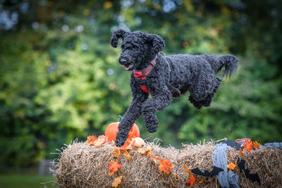 Close-up of a dog on field