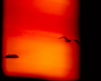 Silhouette of bird flying against orange sky
