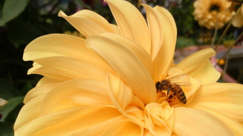 Close-up of bee pollinating on flower