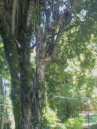 Trees growing on a wall