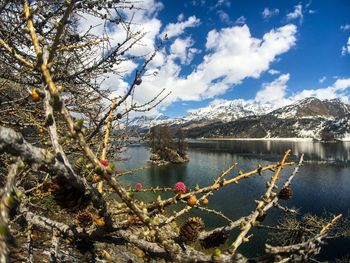 Plants by lake against sky