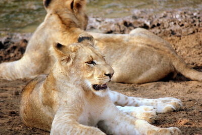 Close-up of a lion