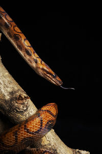 High angle view of a lizard