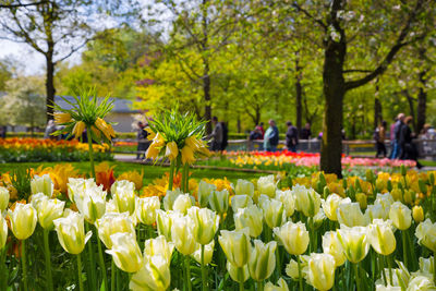Close-up of yellow tulips in park